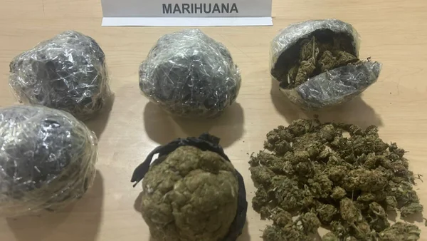 Descubren invernadero de marihuana con logos de la Policía en Medellín
