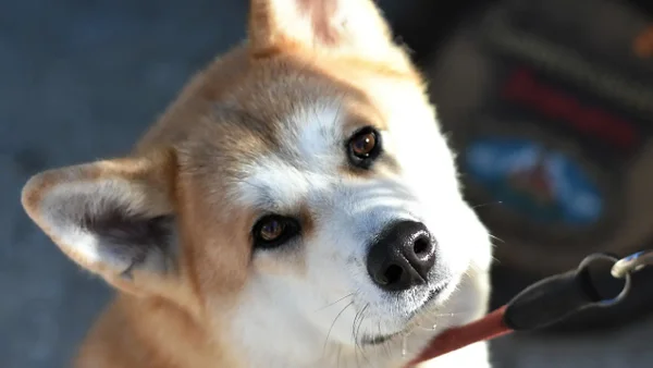 El regreso de Hachiko: La película que conquistó corazones volverá a los cines el 30 de mayo El regreso de Hachiko: La película que conquistó corazones volverá a los cines el 30 de mayo