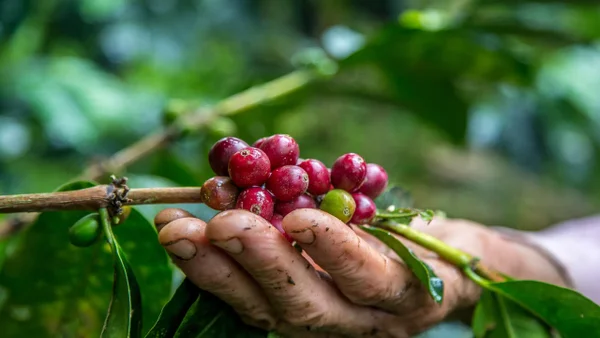 ¿Quién tiene el mejor café de Colombia? La Federación Nacional de Cafeteros lanzó concurso ¿Quién tiene el mejor café de Colombia? La Federación Nacional de Cafeteros lanzó concurso