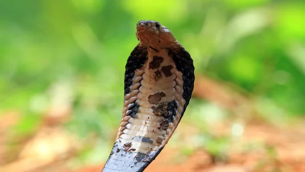 Mordeduras de serpientes en Colombia: un reto creciente para el sistema de salud