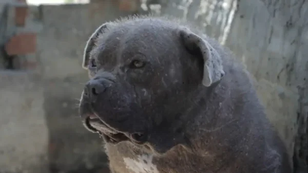 Preocupación en Bogotá: Se han reportado 943 casos de maltrato animal en 2024