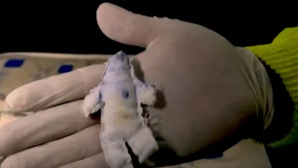 Desmantelada red de narcotráfico guiada por una "hechicera" con supuestos poderes