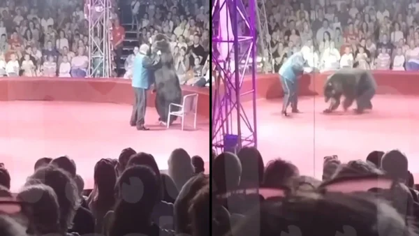 Impactante ataque en circo: un oso se abalanzó sobre su entrenador en plena función en Rusia