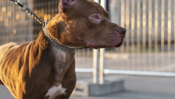 Policías que le dispararon a dos perros para salvar a un hombre en Bogotá serán investigados Policías que le dispararon a dos perros para salvar a un hombre en Bogotá serán investigados