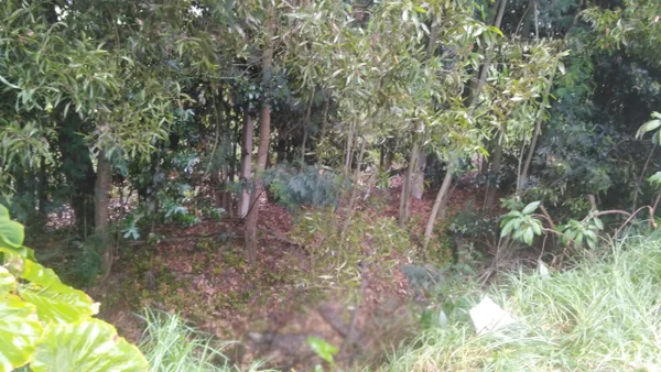 Hallan asesinada a mujer trans en una cuneta de El Carmen de Bolívar: esto se sabe