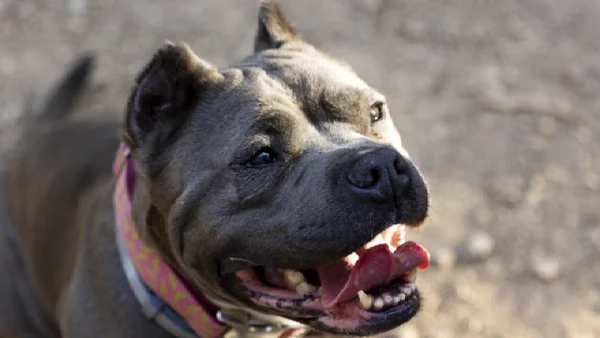 Adulto mayor murió tras ser atacado por su perro pitbull en La Guajira