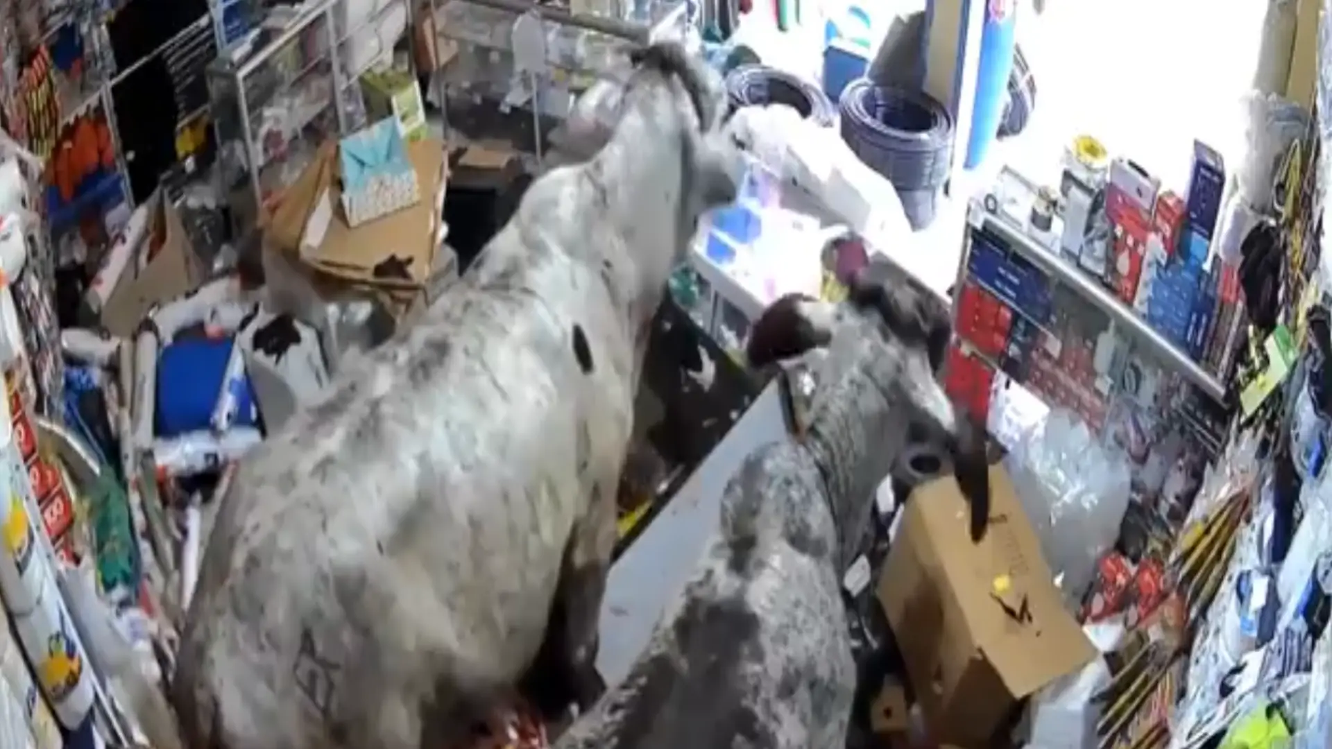 Bovinos ingresaron a local en Corinto