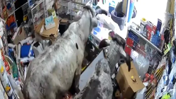 Caos en el comercio: dos bovinos destrozaron vitrinas y mercancías en local comercial Caos en el comercio: dos bovinos destrozaron vitrinas y mercancías en local comercial