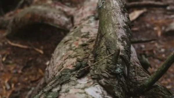 Trágico: mujer murió luego de que un árbol le cayera encima