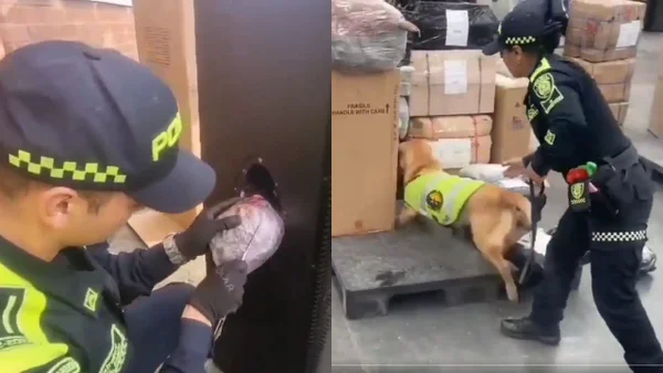 22 kilos de marihuana ocultos en un bafle: el hallazgo de canino de Policía en El Dorado 22 kilos de marihuana ocultos en un bafle: el hallazgo de canino de Policía en El Dorado