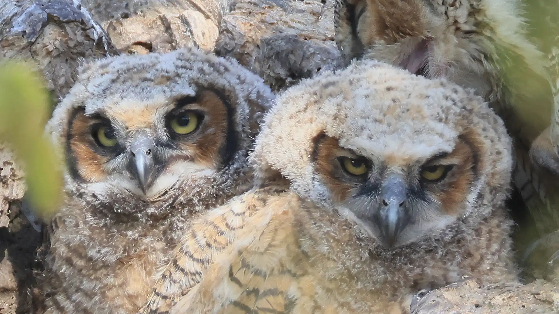 La razón por la que EE.UU. está planeando sacrificar 450 mil búhos