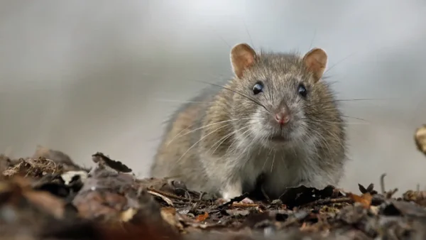 Autoridades de Bogotá intervinieron zona con plaga de ratas Autoridades de Bogotá intervinieron zona con plaga de ratas