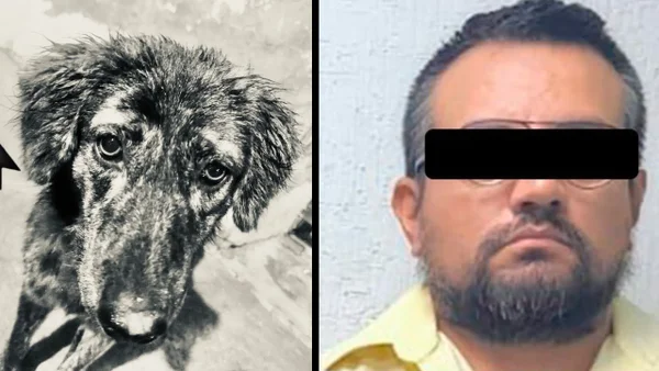 Brutal caso de maltrato animal en México: hombre fue visto ahorcando a seis perros callejeros Brutal caso de maltrato animal en México: hombre fue visto ahorcando a seis perros callejeros