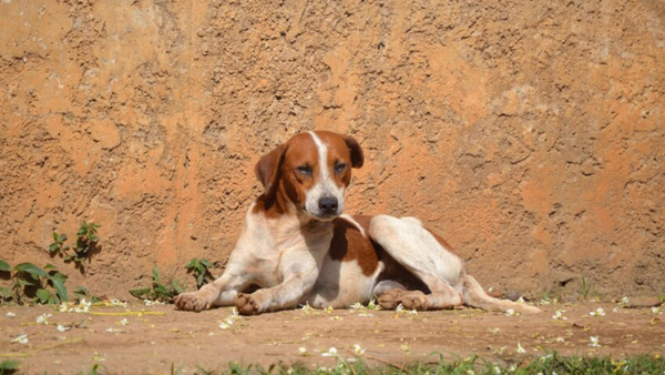 ¿Quién está detrás del envenenamiento masivo de perros en el Catatumbo?