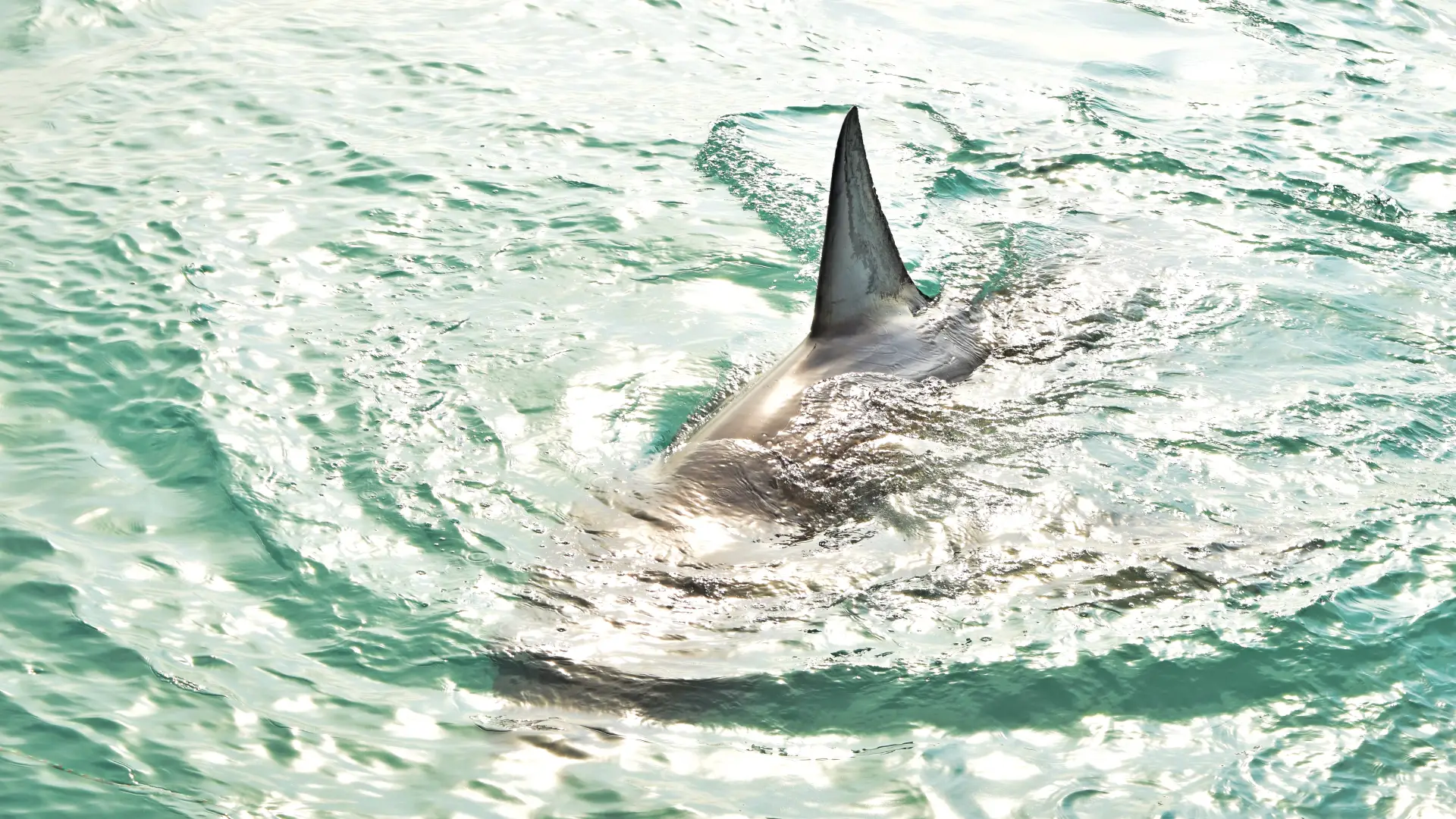 Avistamiento tiburón