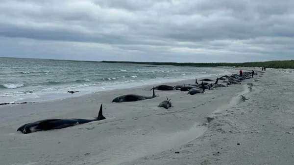 Alrededor de 77 ballenas murieron tras quedar varadas en una playa de Escocia