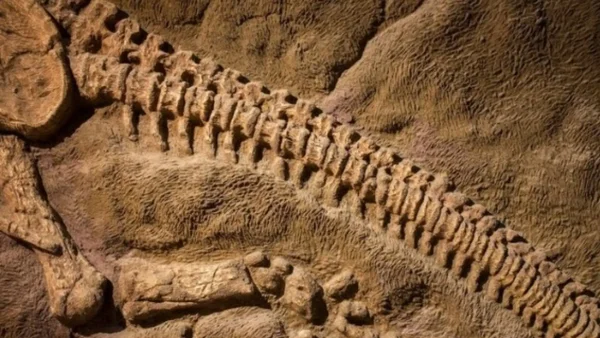 En Brasil fue encontrado un fósil de dinosaurio de más de 223 millones de años