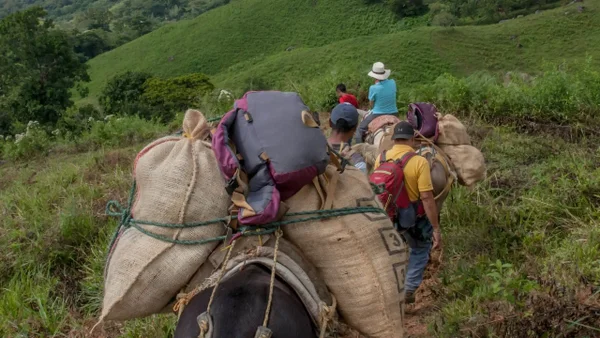 "Enfrentamientos entre las disidencias están generando desplazamientos masivos”: directora territorial de Cauca