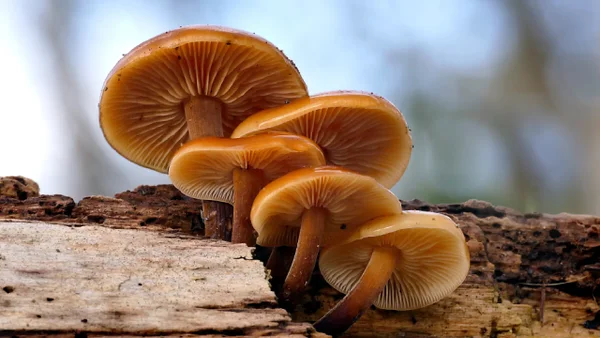 ¿Qué es la ganoterapia? Expertos explican en qué consiste y cuáles son sus beneficios ¿Qué es la ganoterapia? Expertos explican en qué consiste y cuáles son sus beneficios