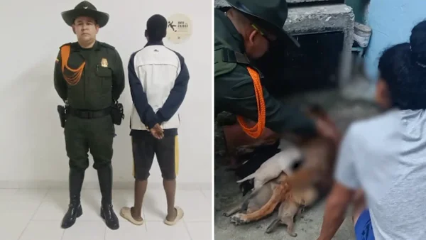 Enviado a la cárcel hombre que atacó en Cali a perrita mientras amamantaba a sus cachorros