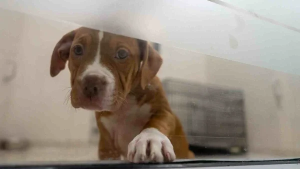 Ella es Lulú, la perrita conductora del Sitp que ha causado furor en las redes sociales: video Ella es Lulú, la perrita conductora del Sitp que ha causado furor en las redes sociales: video