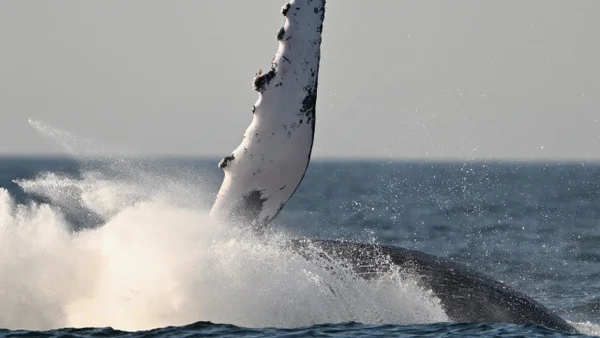 VIDEO| Ballena se abalanza sobre una pequeña embarcación en Estados Unidos