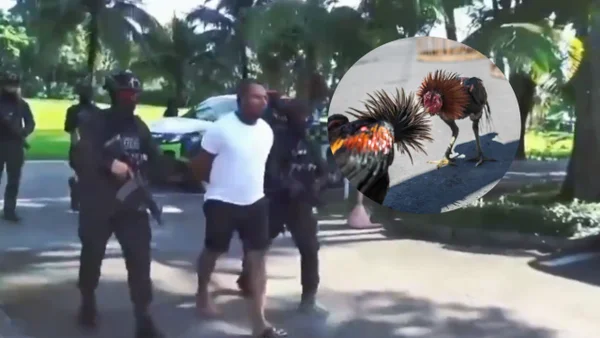 Cayó por una pelea de gallos: cabecilla del Clan del Golfo fue capturado tras ser traicionado Cayó por una pelea de gallos: cabecilla del Clan del Golfo fue capturado tras ser traicionado