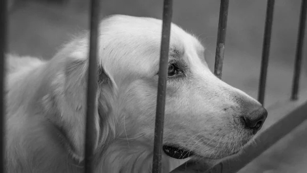 Tensión en Corea del Sur: nueva ley prohíbe carne de perro y enfurece a la industria Tensión en Corea del Sur: nueva ley prohíbe carne de perro y enfurece a la industria