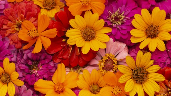 Feria de las Flores en Medellín: Programación de la edición del 2024