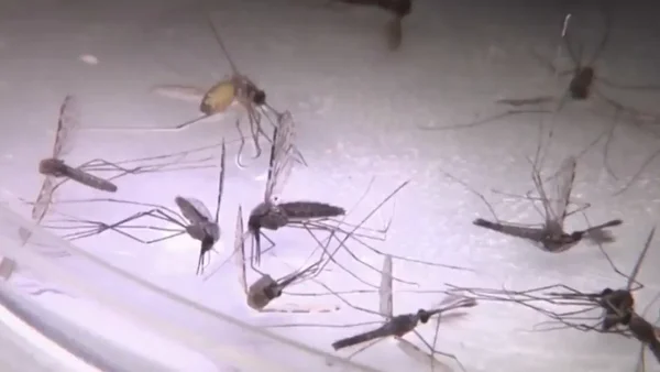 Alerta en Colombia por escasez del medicamento para tratar la malaria: hay brote activo Alerta en Colombia por escasez del medicamento para tratar la malaria: hay brote activo