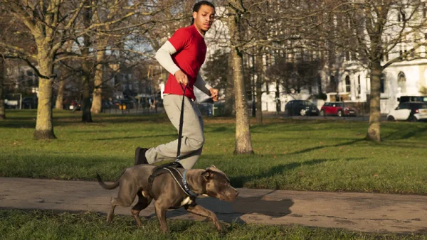 VIDEO: Nuevo caso de maltrato animal en Bogotá, paseadores obligaron a un perrito a comer tierra