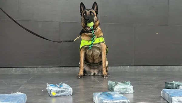 Canina de la Policía halló cargamento de droga camuflada en resmas de papel en Cúcuta