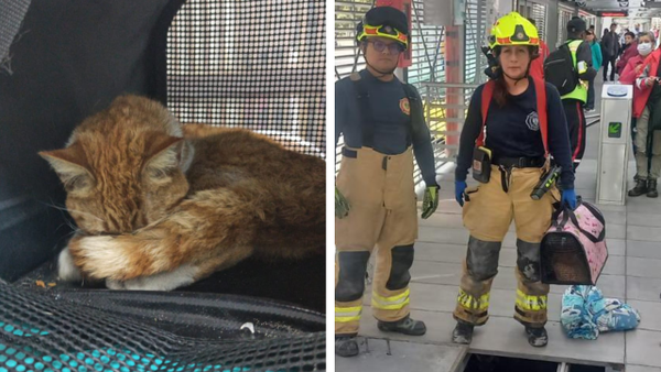 Así fue el heroico rescate de un gatito atrapado debajo de una estación de Transmilenio