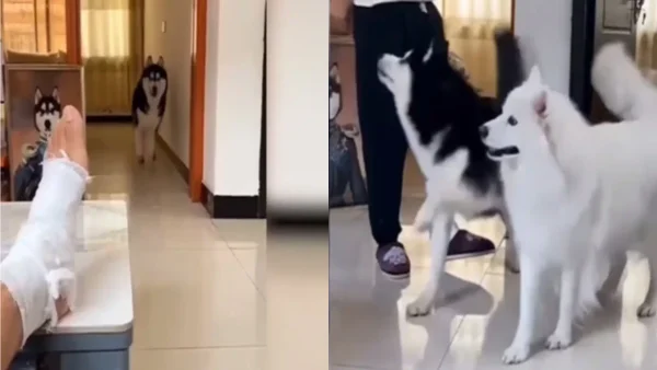 ¡Adorable! Perritos imitan a su amo cojeando en un acto de empatía: vea el video viral