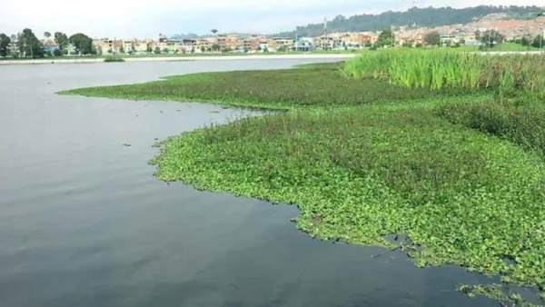 Menor fue encontrado sin vida en el humedal Juan Amarillo de Bogotá: ¿Qué habría ocurrido?