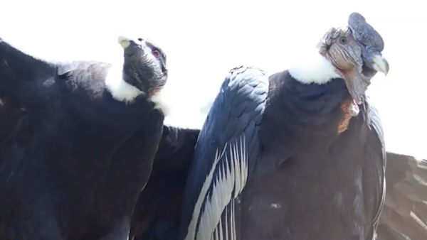 Así cuidan al polluelo de cóndor andino que nació hace un mes en el Parque Jaime Duque