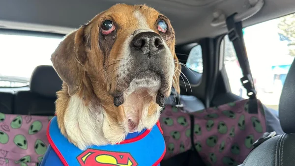 Aprueban en primer debate la Ley Ángel que busca condenar el maltrato animal