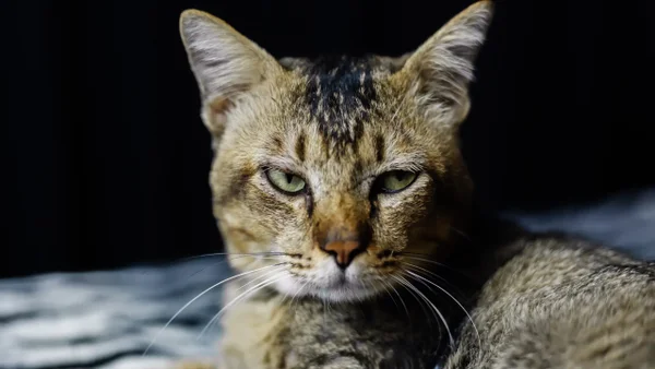 ¿Por qué algunos gatos no quieren ser acariciados? Estas son las causas detrás de este comportamiento