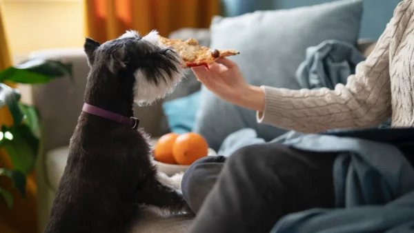 Seis alimentos comunes que pueden poner en peligro la salud de tu perro Seis alimentos comunes que pueden poner en peligro la salud de tu perro