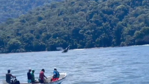 Liberaron otra ballena jorobada que había quedado atrapada en una red, cerca a las playas de Chocó