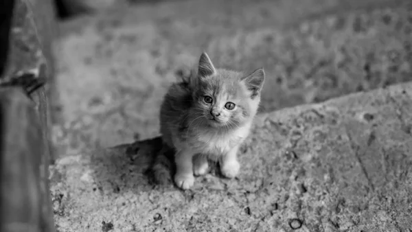 Desalmados incendiaron un refugio de animales dejando tres gatos muertos en Cartagena