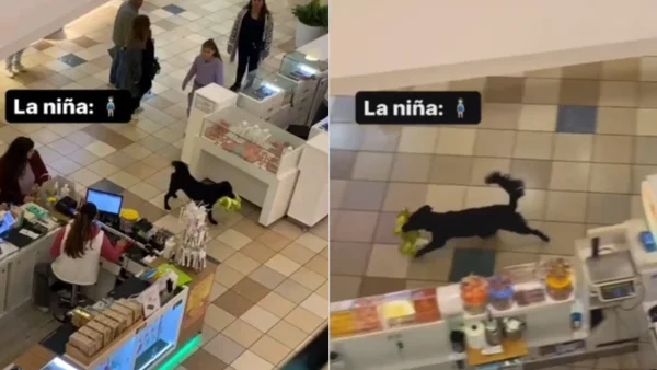 Perro travieso robó peluche en tienda Miniso y puso a prueba la agilidad de una vendedora: video