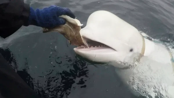 Hallaron muerta en Noruega a la ballena blanca “espía rusa” Hvaldimir
