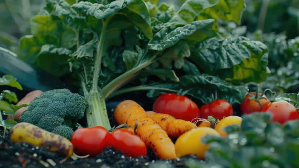 Paro de camioneros: "Bogotá solo podría tener pollo y huevos para dos días", según presidente de la SAC