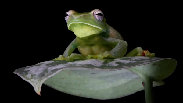 Decomisaron casi 400 ranas que iban a ser usadas como estimulante sexual en Perú