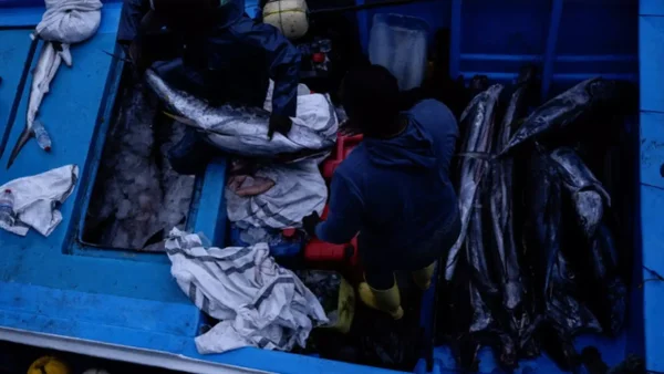 Hallaron cinco tiburones sin cabeza en manos de pescadores ilegales en Buenaventura Hallaron cinco tiburones sin cabeza en manos de pescadores ilegales en Buenaventura