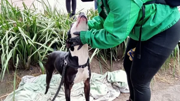 ¿Qué pasará con los animales que convivían con la comunidad Emberá tras su retorno?