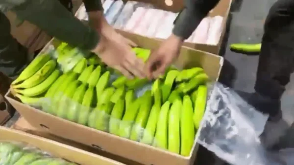 Incautado cargamento de 20 millones de dólares en cocaína que estaba camuflado en bananos