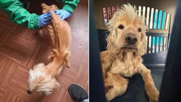 Dos perros luchan por sus vidas tras ser hallados bajo condiciones deplorables y de maltrato en Bogotá