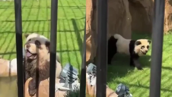 ¿Engaño o diversión? Zoológico chino admite que sus "pandas" son perros pintados: videos